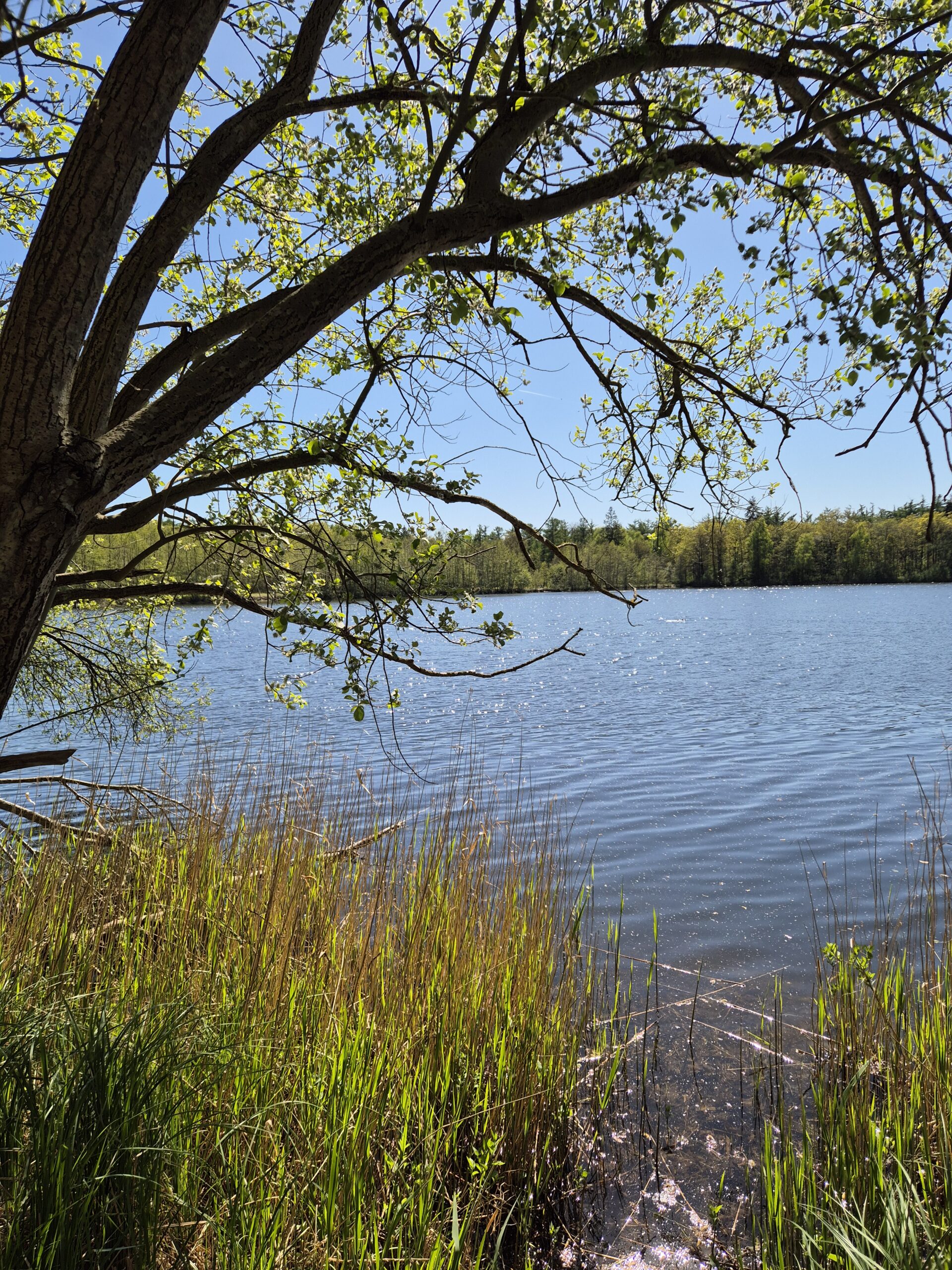 Kuinderbos – Weerribben