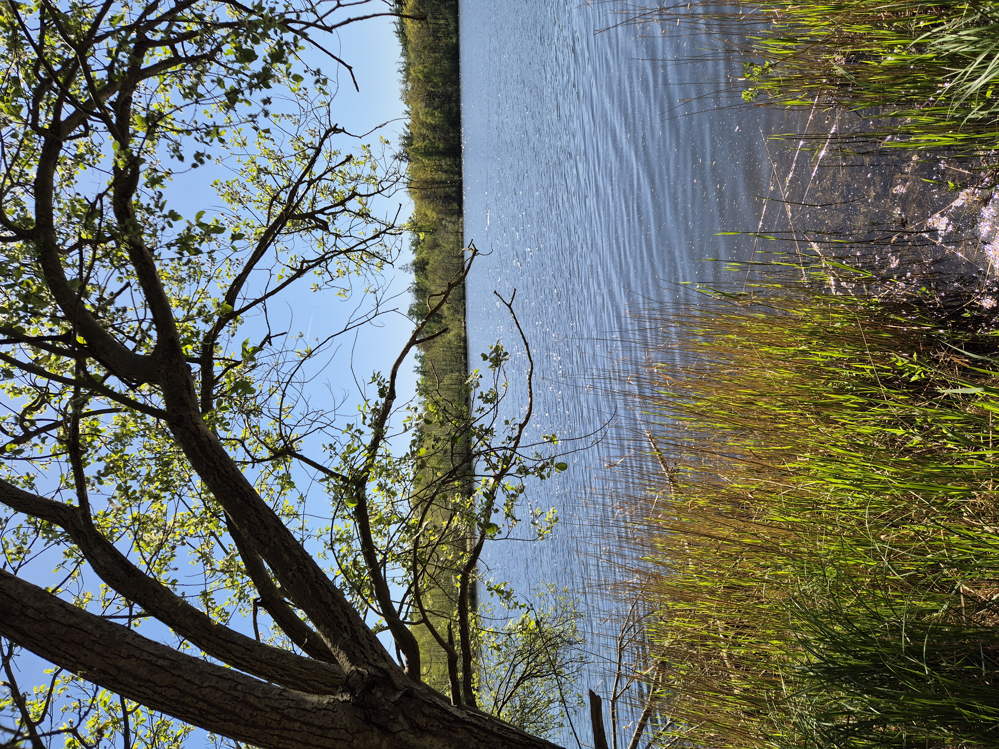 Kuinderbos – Weerribben